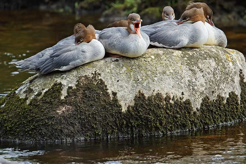 goosander_850_3101.jpg