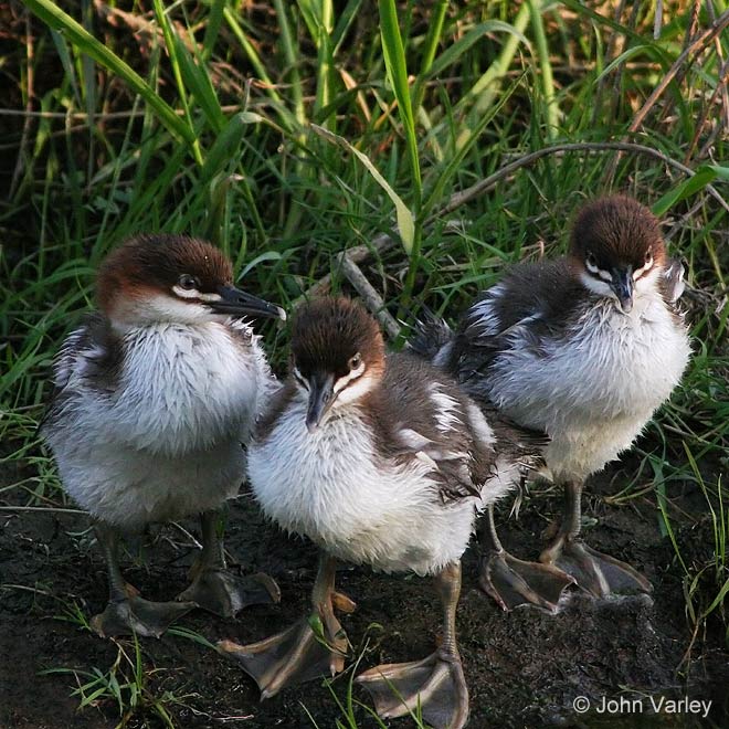 goosander_ducklings_6523.jpg