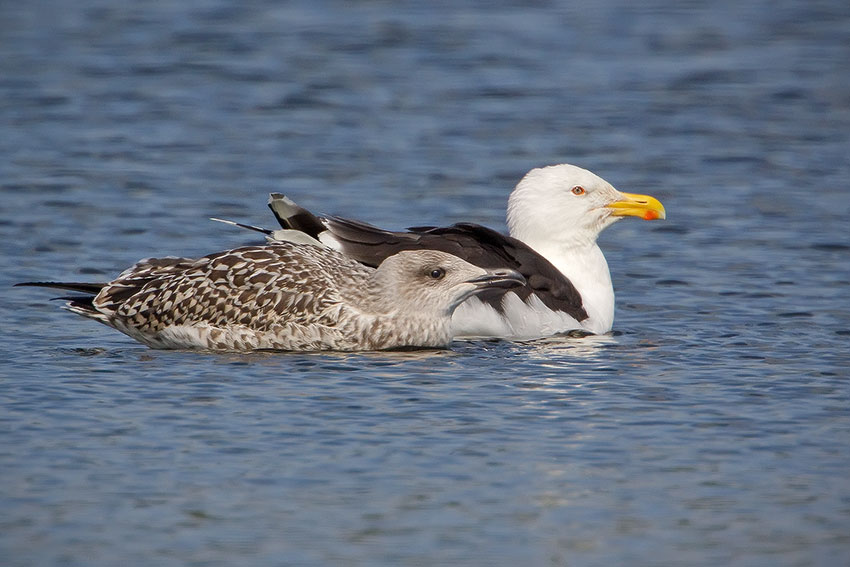 great_black_backed_gull_850_3318.jpg