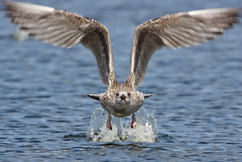 great_black_backed_gull_850_3321.jpg