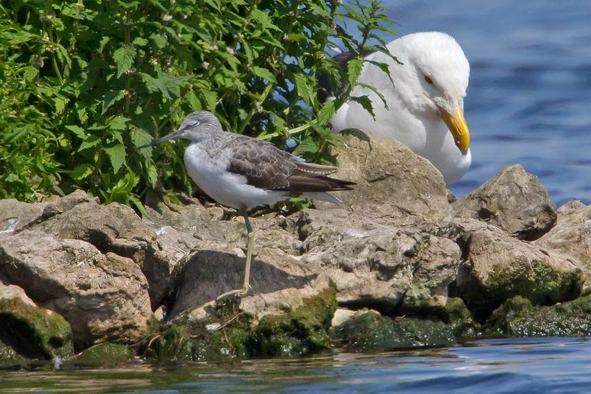 great_black_backed_gull_greenshank_850_3262.jpg