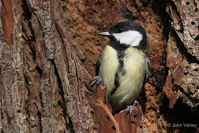 great_tit_0585_std.jpg