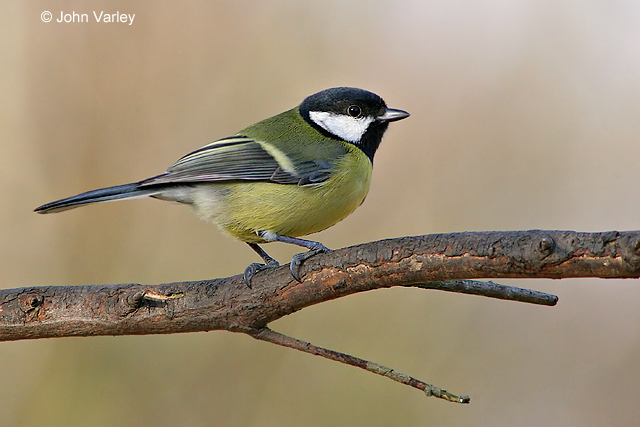 great_tit_5864_std.jpg