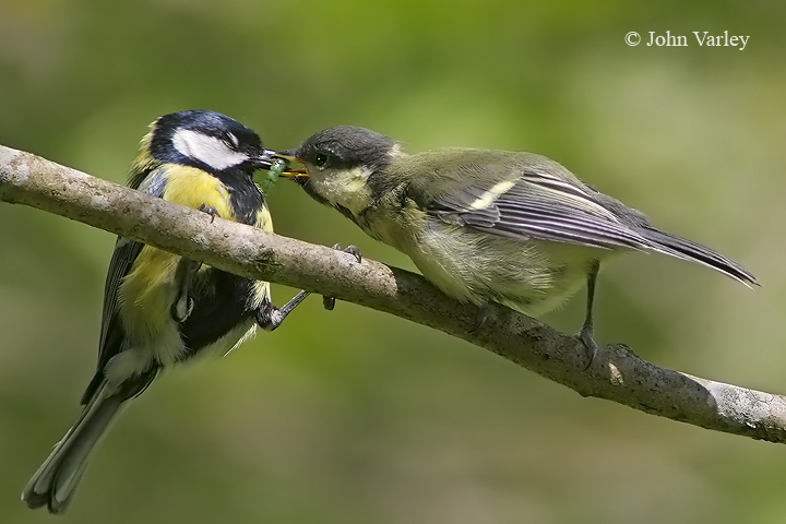 great_tit_feeding_young_720_9100.jpg