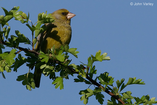 greenfinch_1754_std.jpg