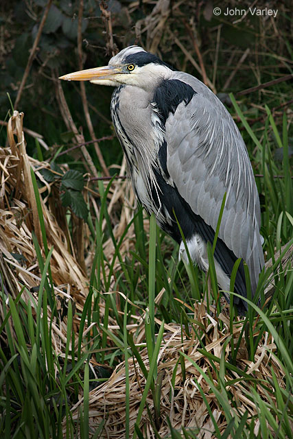 grey_heron_1246_std.jpg