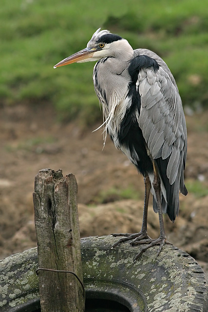 grey_heron_4113_std.jpg