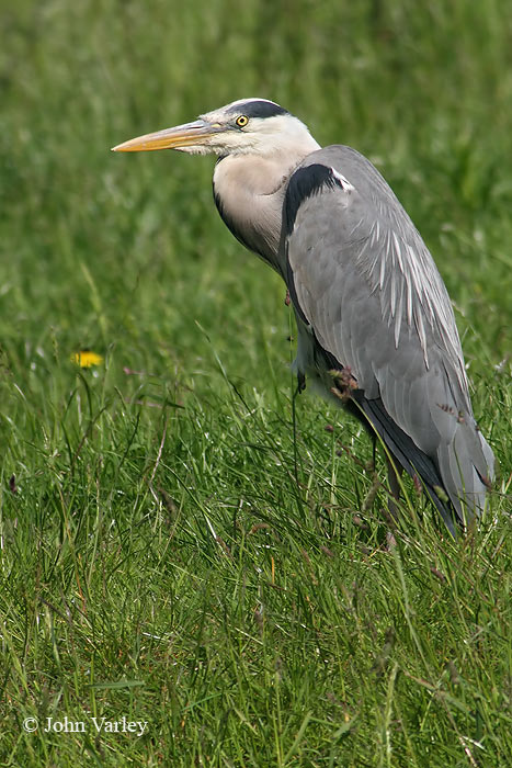 grey_heron_700_9140.jpg