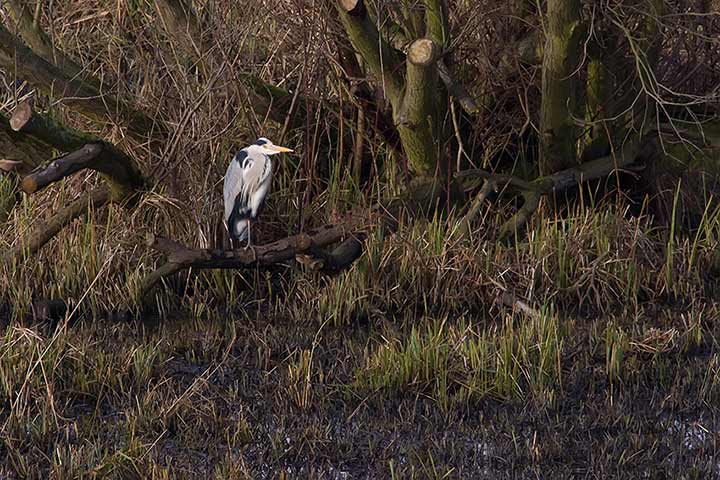 grey_heron_720_23881.jpg