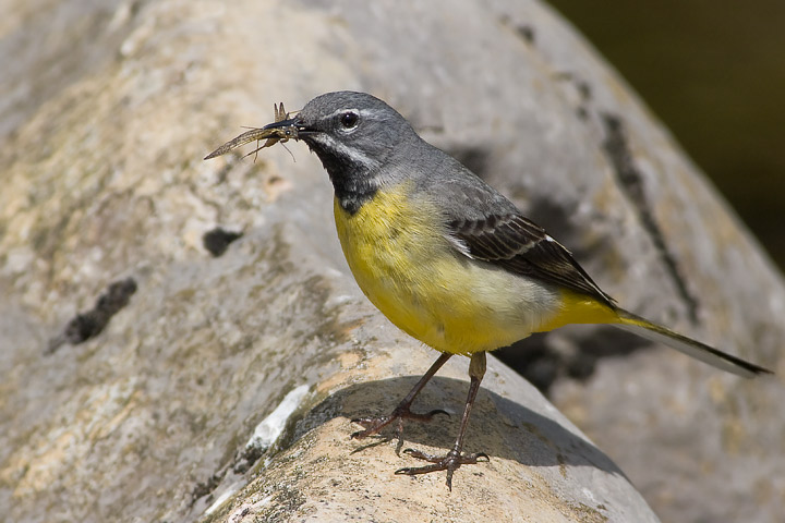 grey_wagtail_2_720-21474.jpg