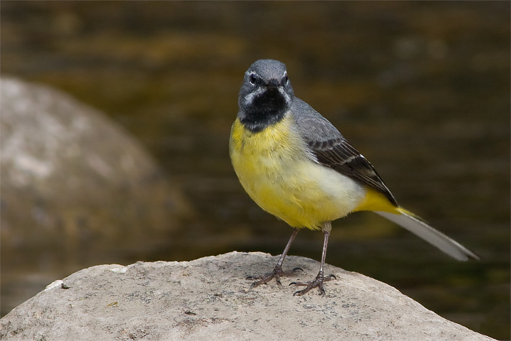 grey_wagtail_720-21462.jpg