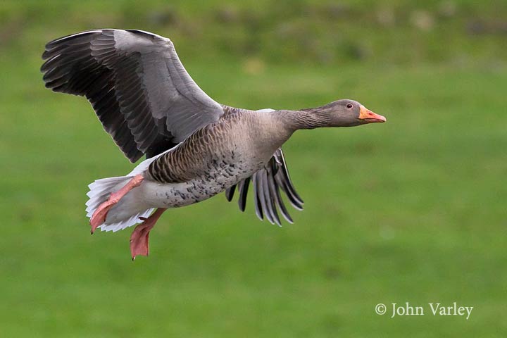 greylag_3200_720_22699.jpg