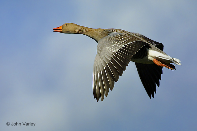 greylag_6502.jpg