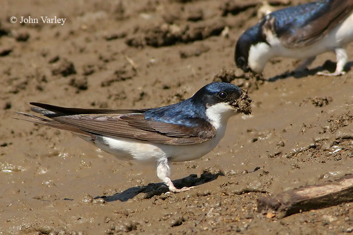 house_martin_720_9150.jpg