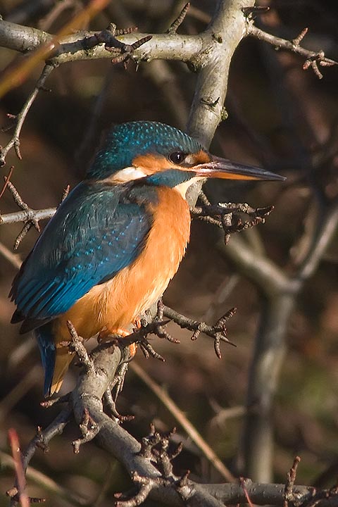 kingfisher_720_23587.jpg