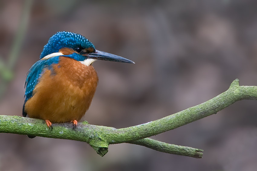 kingfisher_850_20368.jpg