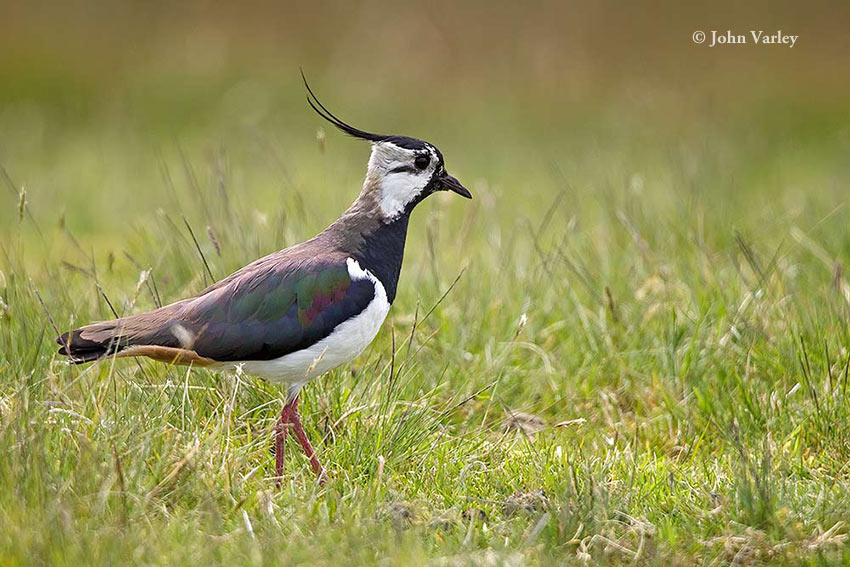 lapwing_850_1625.jpg