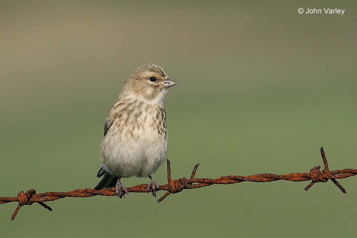 linnet_720_2595_std.jpg