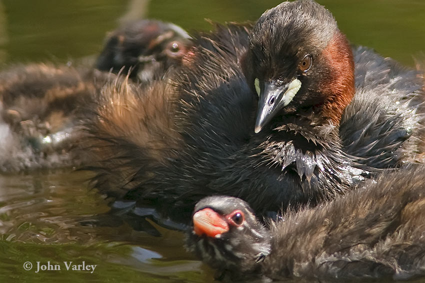 little_grebe_850_23440.jpg