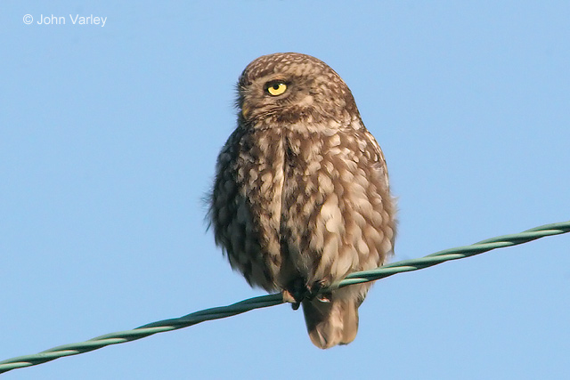 little_owl_2821_std.jpg