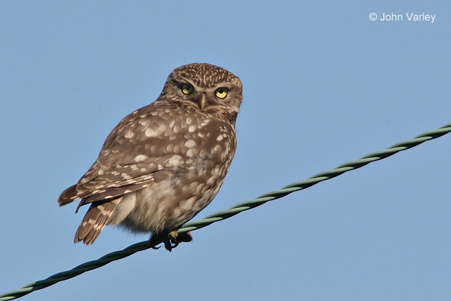 little_owl_2828_std.jpg