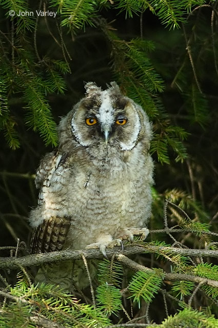 long_eared_owl_8670.jpg