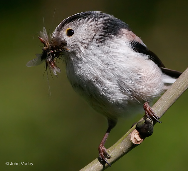 long_tailed_tit_1501.jpg