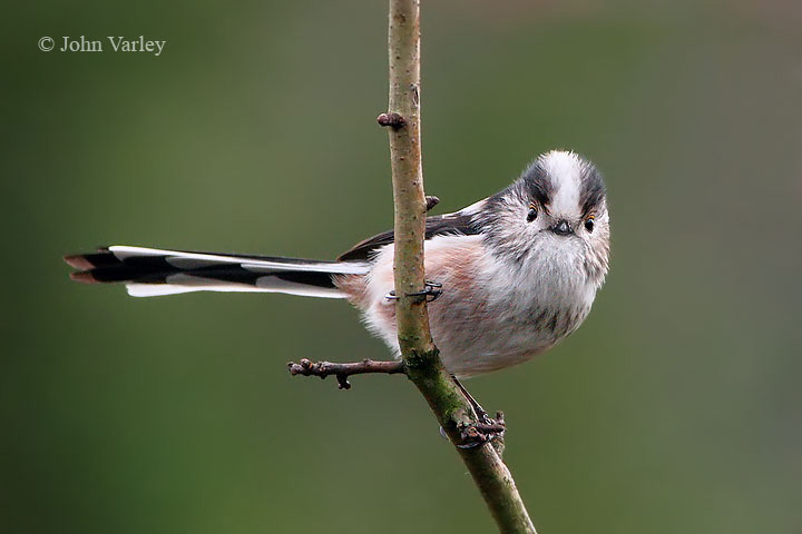 long_tailed_tit_720_7617_std.jpg