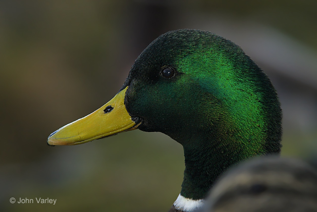 mallard_5869.jpg