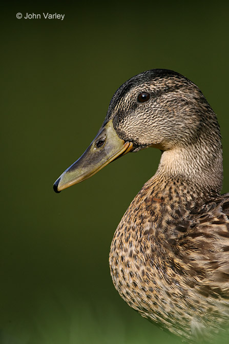 mallard_670_3637_std.jpg