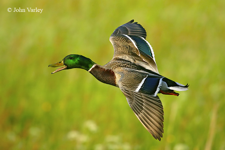 mallard_720_8881.jpg