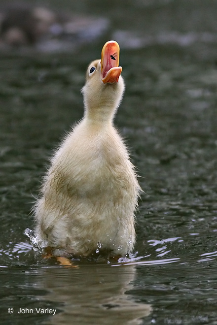 mallard_duckling_1056.jpg