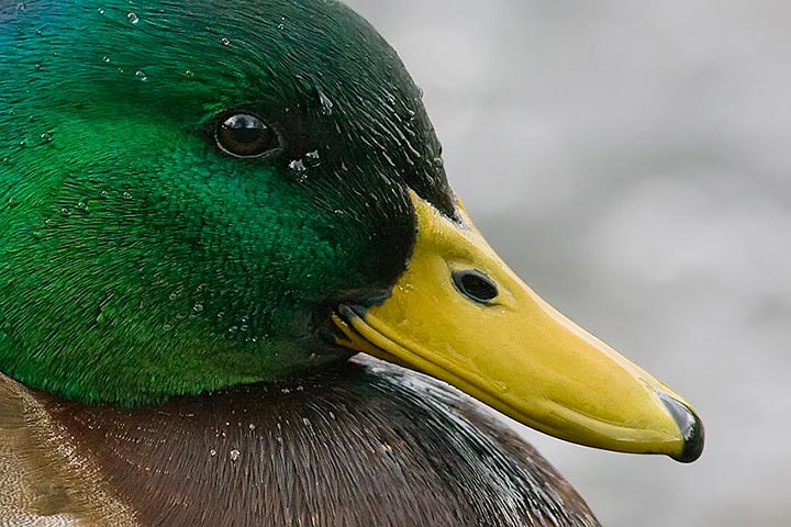 mallard_head_720_20278.jpg