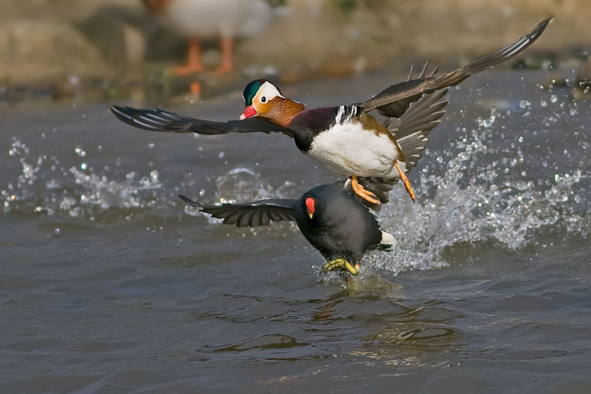 mandarin_moorhen_850_21047.jpg