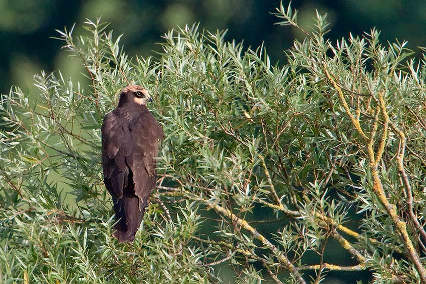 marsh_harrier_850_3421.jpg