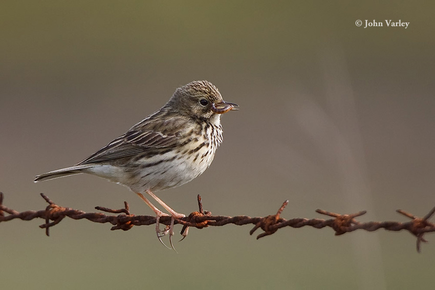 meadow_pipit_850_0981.jpg