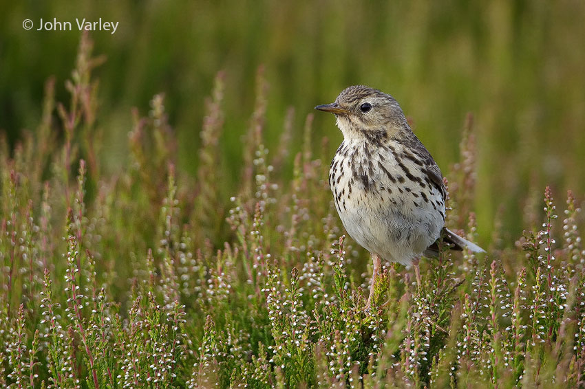 meadow_pipit_850_2619.jpg