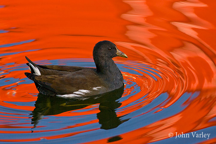 moorhen_720_13614.jpg