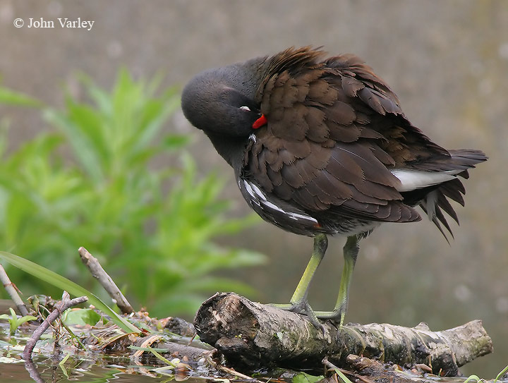 moorhen_720_8955.jpg