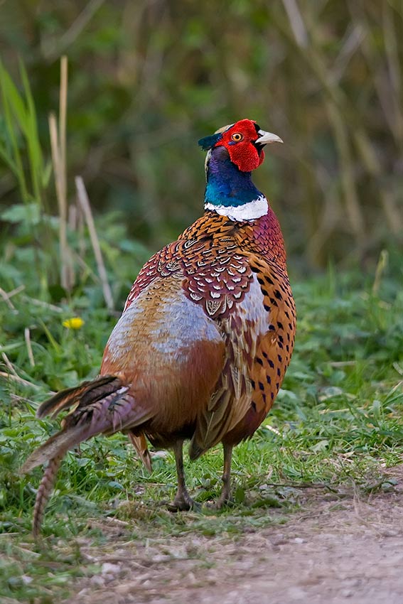 pheasant_850_22065.jpg