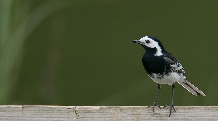 pied_wagtail_720_17445.jpg