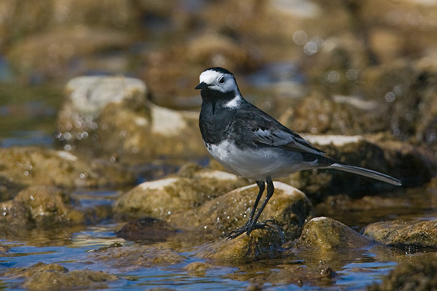 pied_wagtail_850_22177.jpg