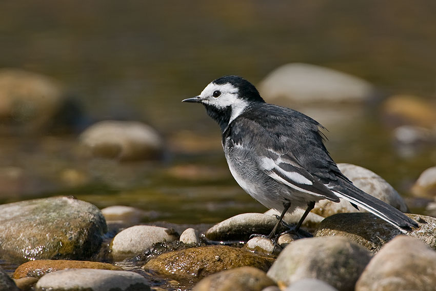 pied_wagtail_850_22402.jpg