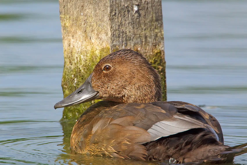 pochard_850_3304.jpg