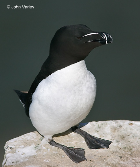 razorbill_2_1186_std.jpg