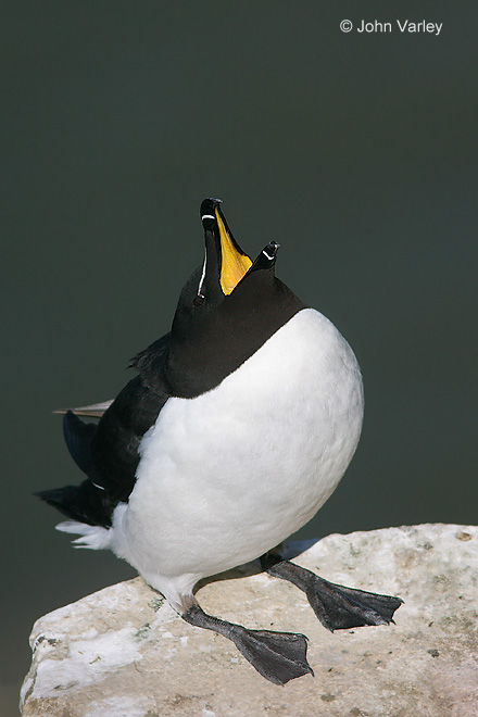 razorbill_ex_1187_std.jpg