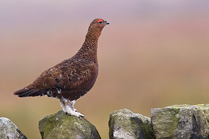 red_grouse-9379.jpg