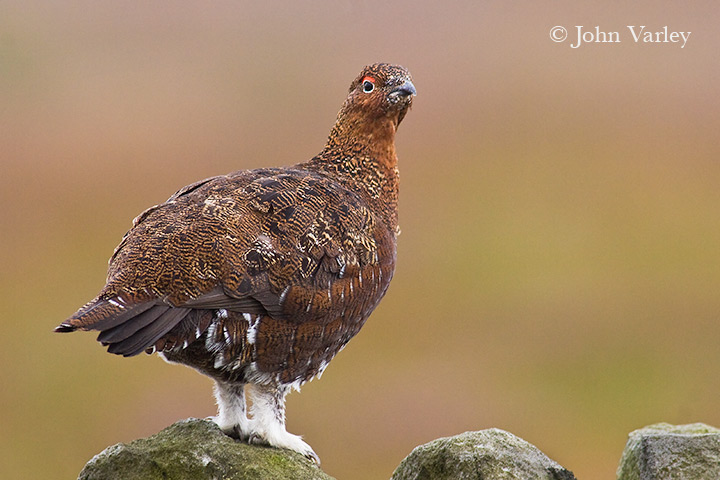 red_grouse_2_720_9371.jpg