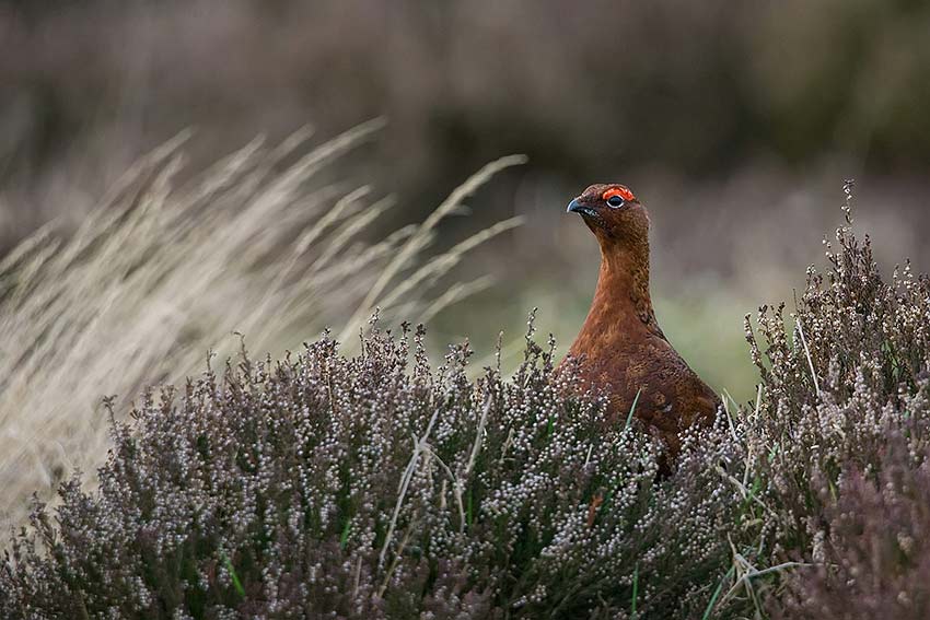 red_grouse_850_21772.jpg