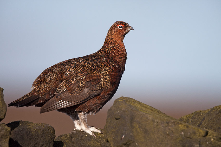 red_grouse_850_3965.jpg